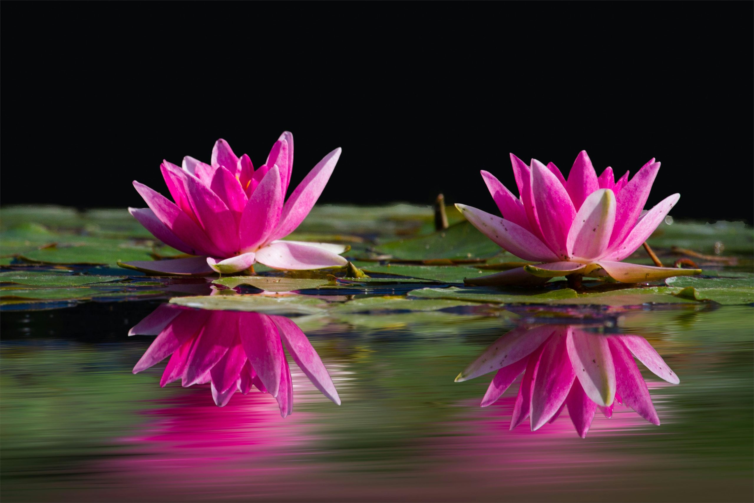 How to lotus flowers grow in water in 2024