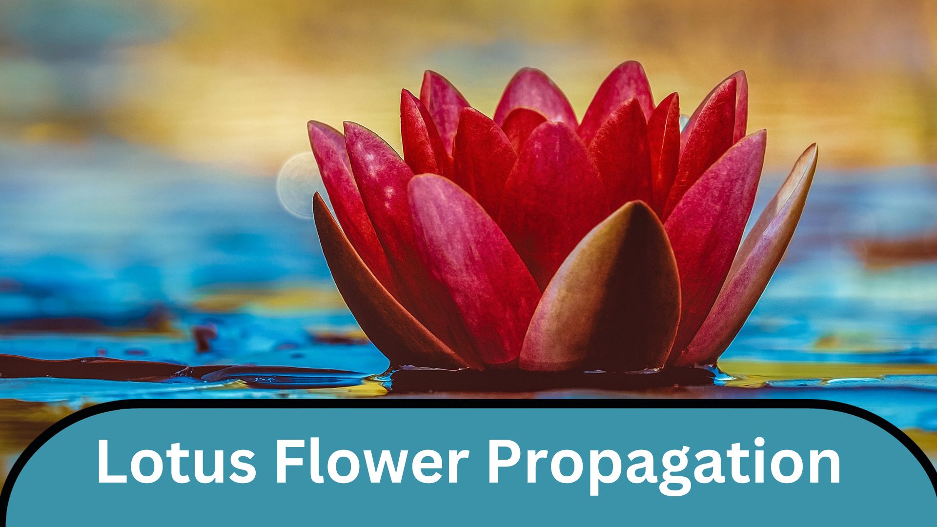 Mastering How to Grow a Lotus Flower at Home: Shining Success