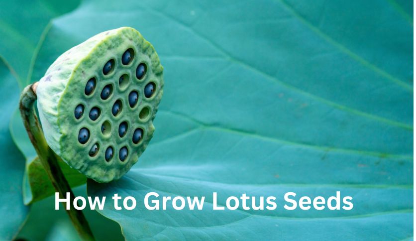 Lotus Seeds