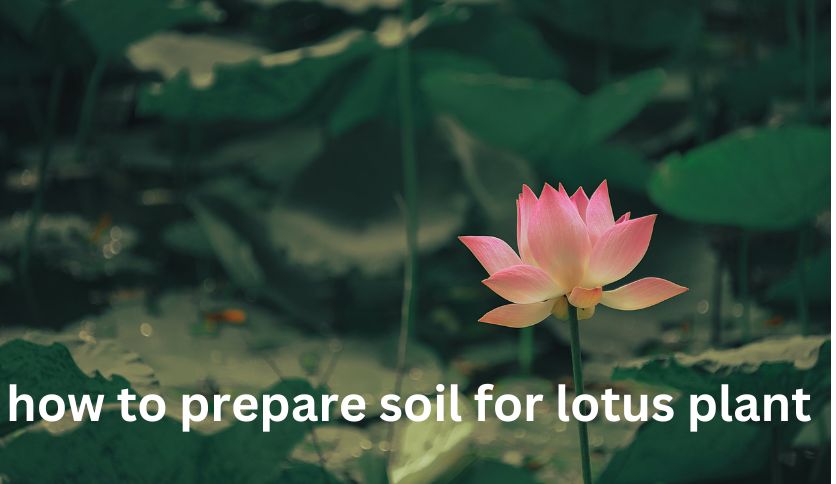 Lotus Plant