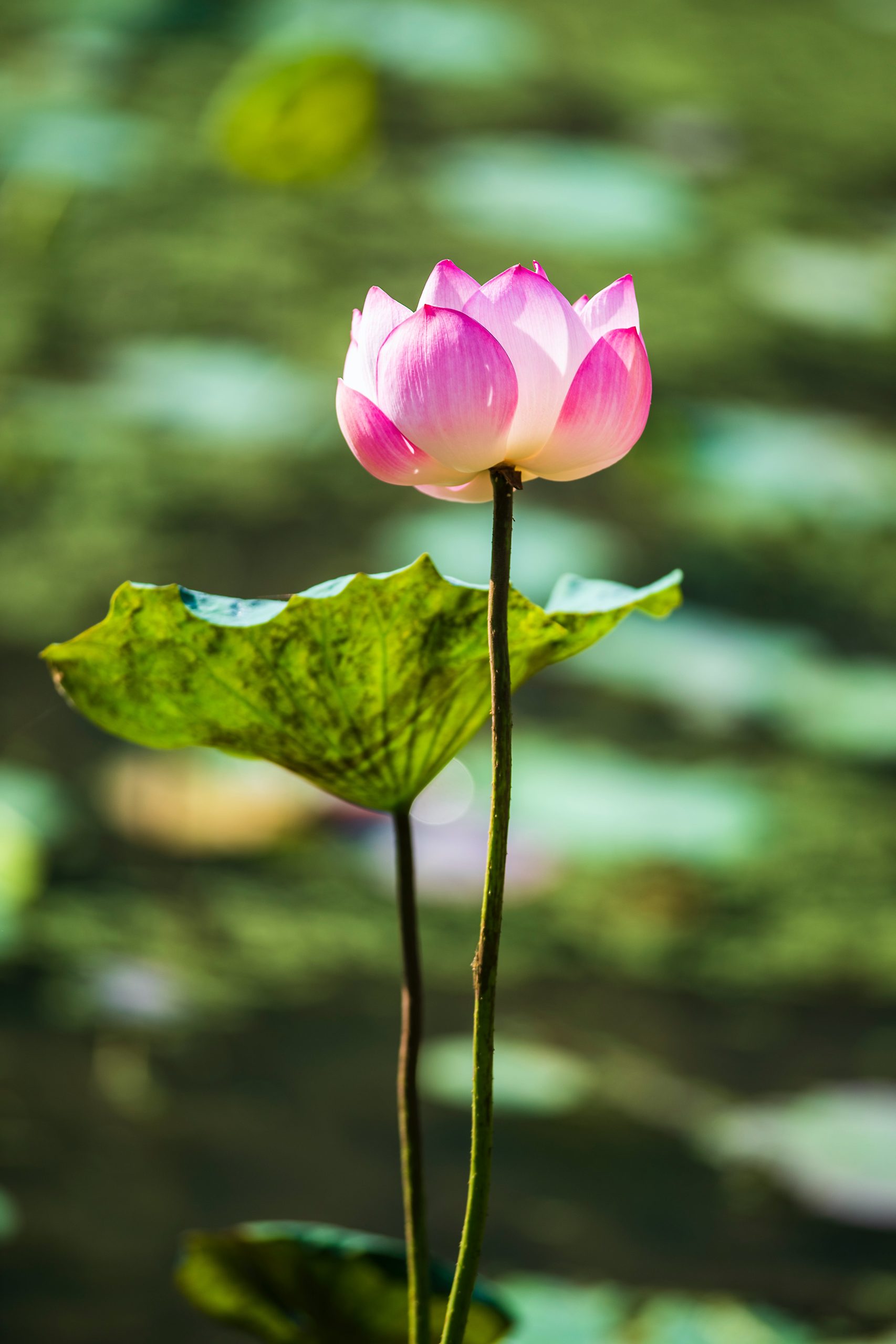 Lotus Flower Art
